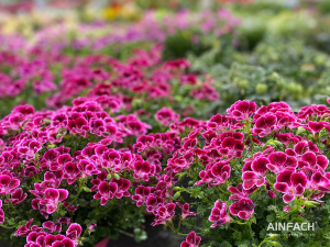 Blumentenne Impressionen