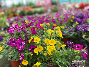 Blumentenne Impressionen