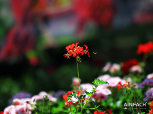 Blumentenne Impressionen