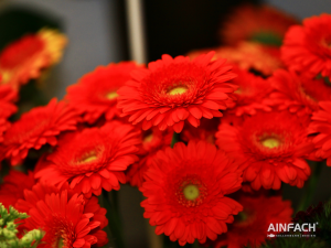 Blumentenne Impressionen