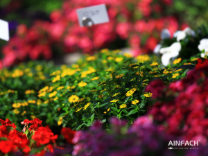 Blumentenne Impressionen